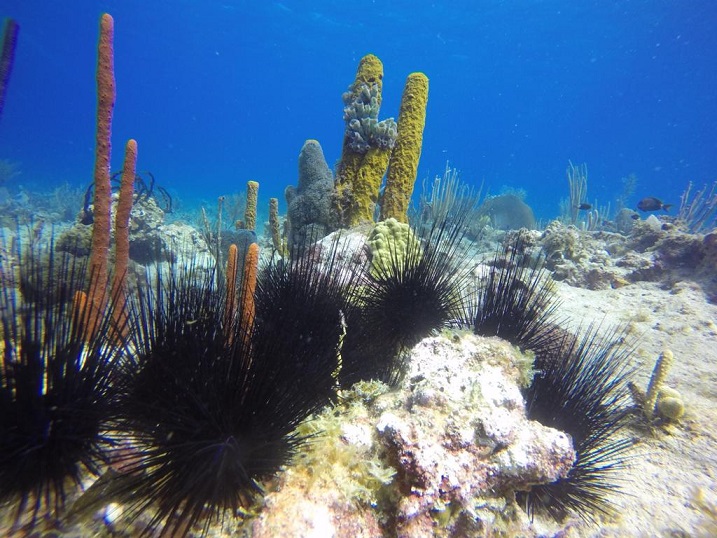 Finger Coral Plantation, Punta Cana