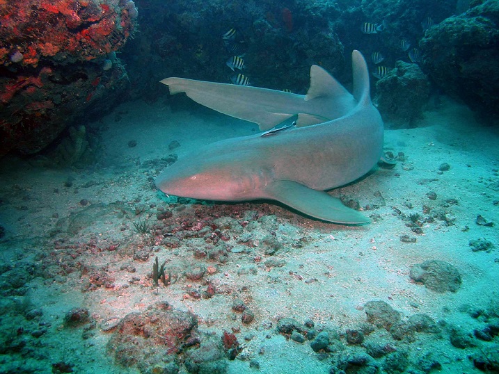 Shark Point, Punta Cana